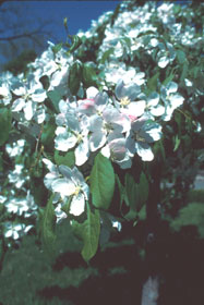 Malus 'Red Jade'