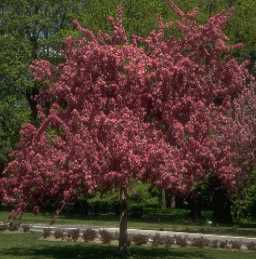 Pommetier en fleurs