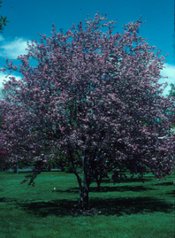 Malus 'Royalty'