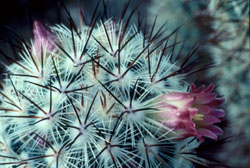 Mammillaria microhelia