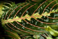 Maranta leuconeura