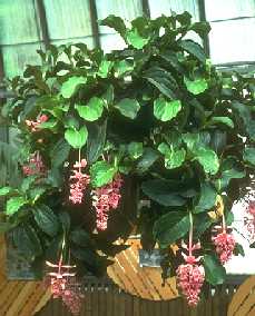 Medinilla magnifica