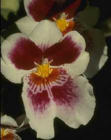 Miltonia spectabilis 'Moreliana'