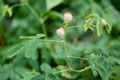 Mimosa pudica, la sensitive