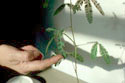 Feuilles de Mimosa pudica se refermant au toucher 