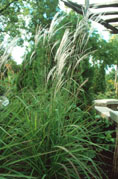 Miscanthus sinensis 'Sarabande'