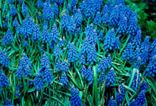 Muscari