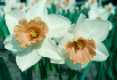 Narcissus 'Accent'