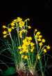 Narcissus gaditanus