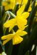 Narcissus 'Golden Perfection'