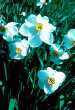 Narcissus poeticus 'Actaea'