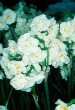 Narcissus 'Yellow Cheerfulness'