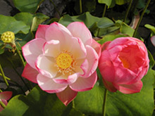 Nelumbo Nucifera 'Atouchun'