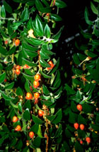 Nematanthus 'Jungle Lights'