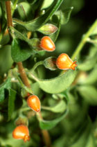 Nematanthus strigilosus