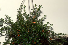 Nematanthus wettsteinii