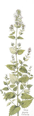 Nepeta cataria