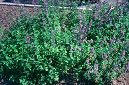 Nepeta cataria