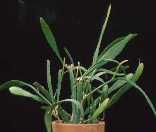 Nopalxochia ackermannii