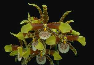 Odontoglossum grande