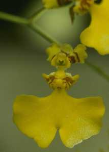 Oncidium flexuosum