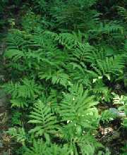 Onoclea sensibilis