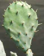 Opuntia crystalenia