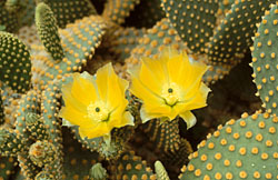 Opuntia microdasys