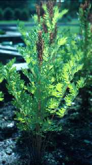 Osmunda cinnamomea