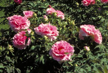 Shrub peony (Paeonia)