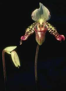 Paphiopedilum argus