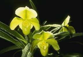 Paphiopedilum HONEYDEW