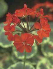 Pelargonium xhortorum