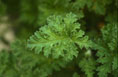 Pelargonium scabrum 'Ninon'