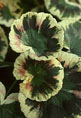Pelargonium x hortorum 'Dolly Warren'