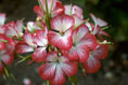 Pelargonium x hortorum 'Hollywood Star'