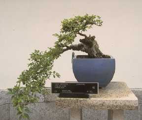 Ulmus parvifolia