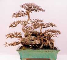 Ulmus parvifolia
