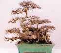 Ulmus parvifolia
