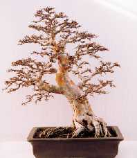 Ulmus parvifolia