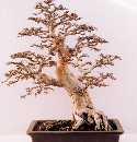 Ulmus parvifolia