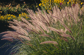 Pennisetum