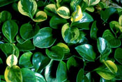 Peperomia obtusifolia variegata
