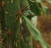 Pereskia grandifolia