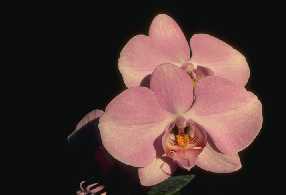 Phalaenopsis DORIS WELLS 'Hanny'
