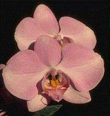 Pahalaenopsis DORIS WELLS 'Hanny'