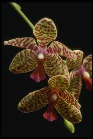 Phalaenopsis WILLOWBROOK