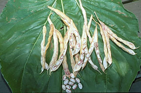 Phaseolus vulgaris