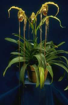 Phragmipedium caudatum