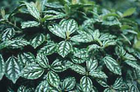 Pilea cadierei